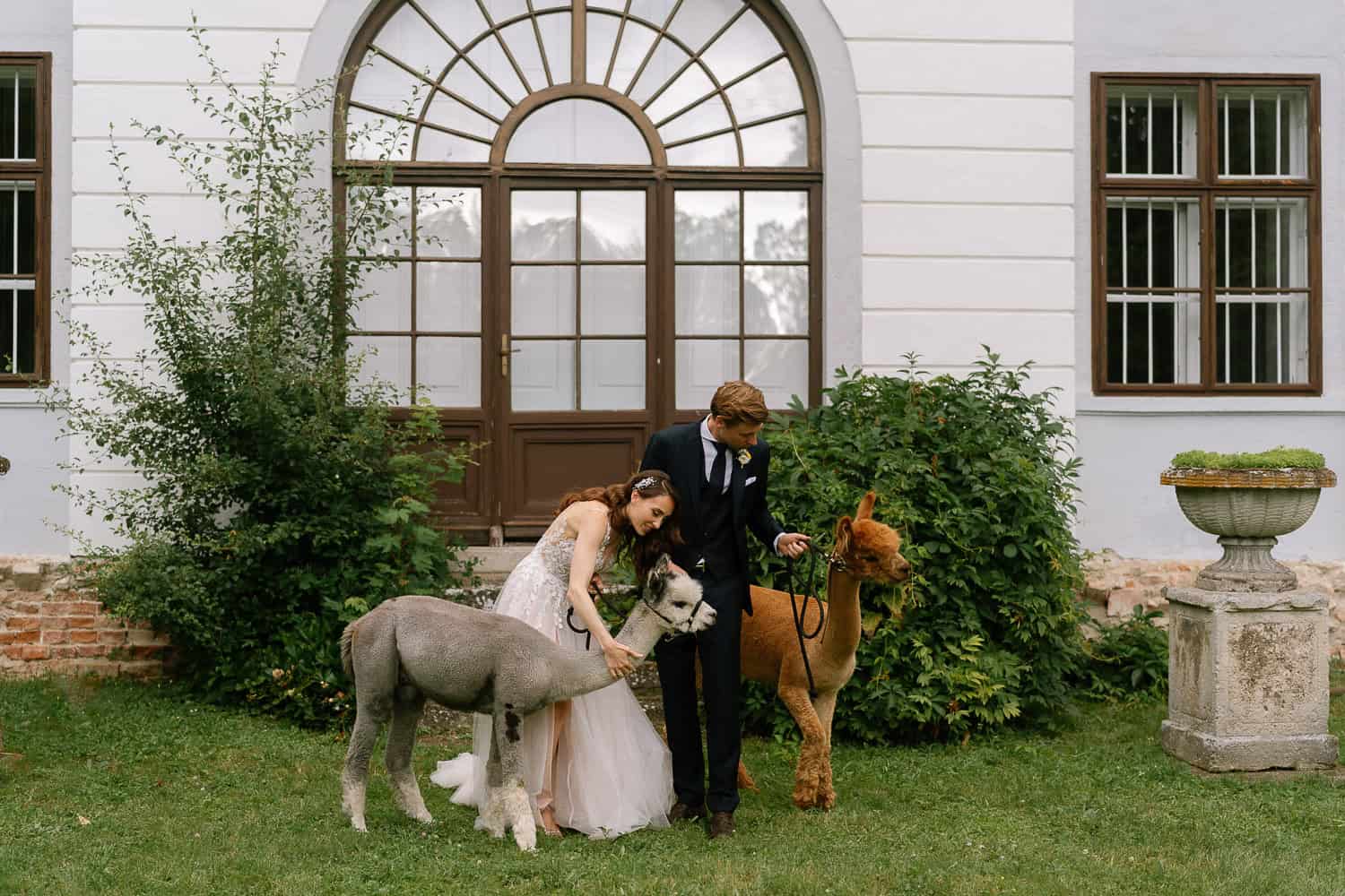 Hochzeitspaar mit Alpakas außerhalb des Gebäudes, Grün, Braut streichelt graues Alpaka.