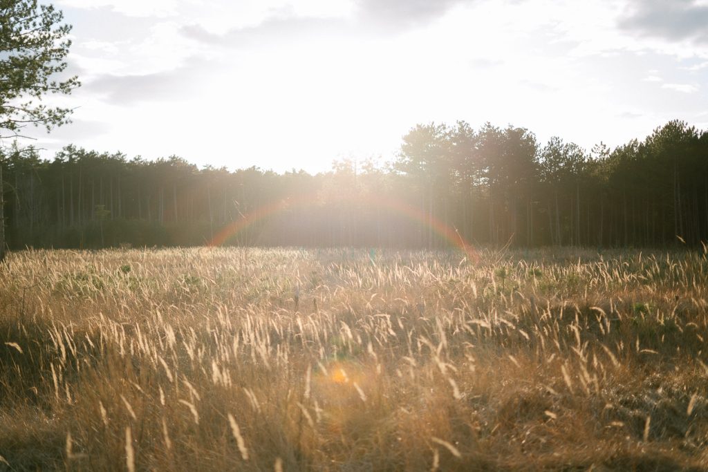 Sonnenüberflutetes Feld goldener Gräser, perfekte Foto-Location, Bäume, Sonnenstrahlen.